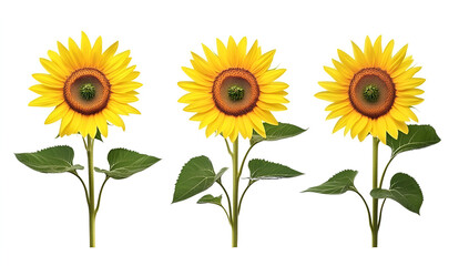 Obraz premium a group of sunflowers with leaves
