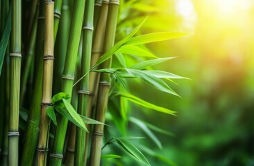 An upward view of mature giant bamboo canes crossing each other