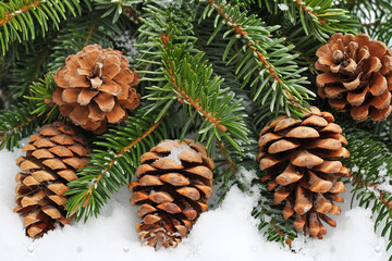 Fototapeta premium white-snow-background-pine-branches-cones-vibrant-winter-scene