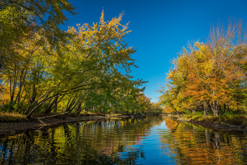 Autumn trees reflected in calm water with clear blue sky