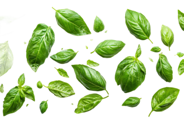 Fresh Basil Leaves - Green Foliage and Texture