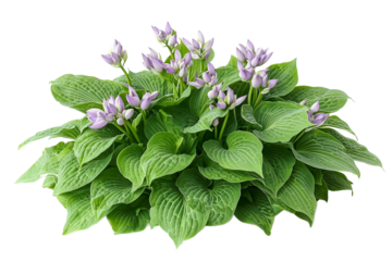 Hosta Plant with Purple Flower Buds - Close Up