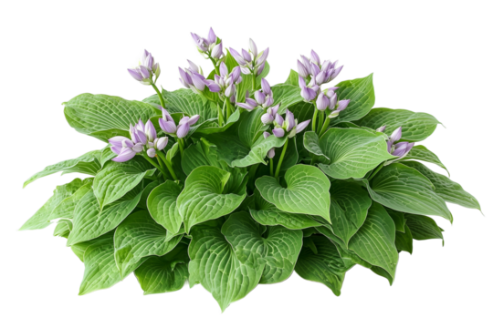 Hosta Plant with Purple Flower Buds - Close Up
