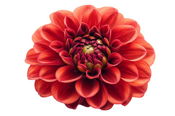 Stunning Red Dahlia Flower Macro Photography