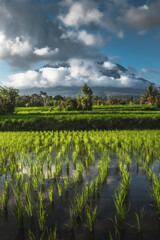 A volcano in the clouds with rice fields in the foreground.