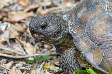 Florida Gopher tortoise up-close