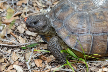 Tortoise on the sand dune
