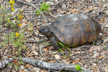 Gopher tortoise in sand habitat