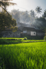 Rice fields and traditional houses in a small village in Bali.