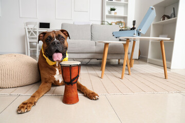 Boxer dog with headphones and drum lying on floor at home