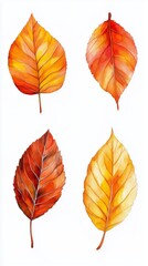 Obraz premium Four beautifully illustrated autumn leaves showcasing vibrant red and orange hues against a clean white background