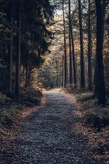 Obraz premium Sunlight through the trees in a forest path, moody, mysterious
