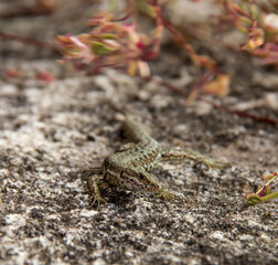 Un lézard au regard curieux