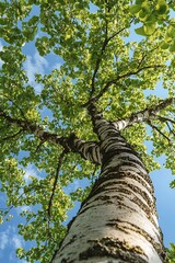 Fototapeta premium Birch Tree Canopy with White Bark and Green Foliage, Low Angle View
