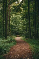Path through lush green forest, nature background, trees, woodland trail