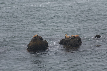 Fototapeta premium Point Dume Seals 