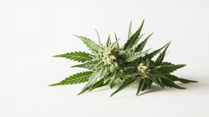Fresh cannabis buds with leaves on a white background
