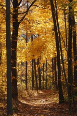 Obraz premium Sunlit Path Through Autumn Forest with Vibrant Yellow Leaves