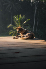 A stray dog rests in the sun in front of a tropical jungle.