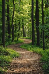 Obraz premium Winding forest path through lush green trees, summer nature landscape photo