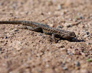 lizard on the sand