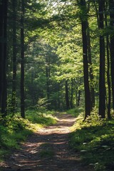 Fototapeta premium Sunlight through trees on forest path with green foliage