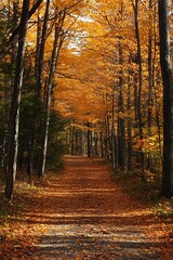 Fototapeta premium Autumn forest path with golden leaves on trees