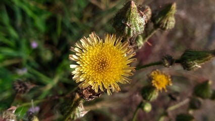 A yellow wildflower in full bloom with sharp detailed petals, flanked by other buds. The slightly blurred natural green background adds a sense of focus to the main flower. - Powered by Adobe