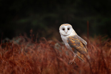 Hunting owl. Barn owl, Tyto alba, perched in red grass waiting for prey. Beautiful owl with heart-shaped face. Wildlife. Morning in autumn nature. Animal in natural habibat. Bird of prey in forest.