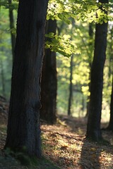 Obraz premium Sunlight Shining Through Trees in a Forest