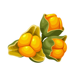 Illustration of Celastrus paniculatus, known as black oil plant, climbing stick tree, and intelligence tree, isolated on white background.