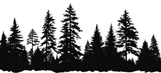PNG Silhouette of pine trees sketch plant fir.