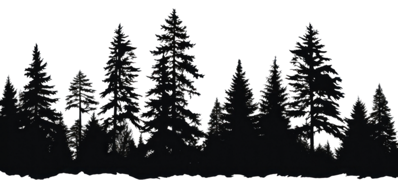 PNG Silhouette of pine trees sketch plant fir.
