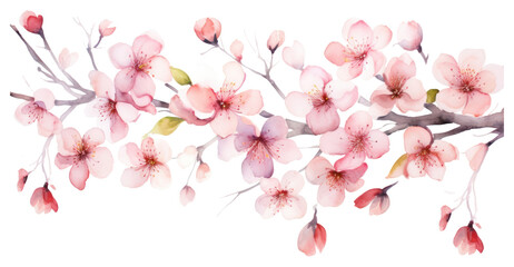 PNG Cherry blossom flowers nature plant inflorescence.