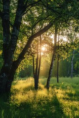Naklejka premium Sun shining through the trees in a forest, golden hour, summer, nature photography