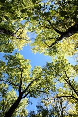 Obraz premium Looking up at the Canopy of a Lush Forest with Blue Sky Peeking Through