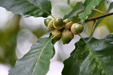 Acorns growing in an oak tree