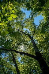 Fototapeta premium Sunlight peeking through the canopy of lush green trees in a summer forest
