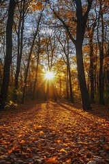 Fototapeta premium Sun shining through autumn trees with fallen leaves on ground