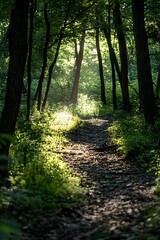 Fototapeta premium Sunbeams through trees on a path in the woods