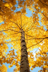 Fototapeta premium Golden Birch Tree in Autumn with Blue Sky Background