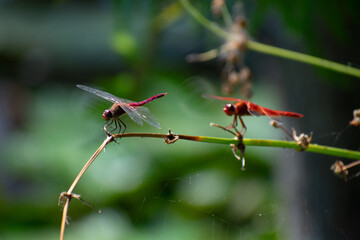 Dragonfly, water, nature, pond, lake, green, reflection, river, Insect, blue, leaf, grass, plant, flower, summer, spring, rain, animal, lily, wildlife, beauty, wet, wave, red, wings
