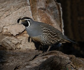 California quail perched on log in the Steens mountains Oregon