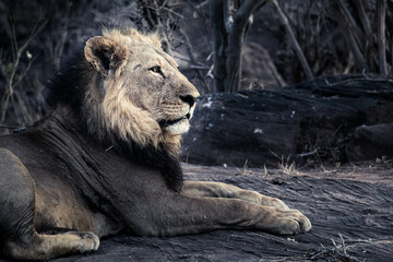 Obraz premium lion lying down gazing into the distance
