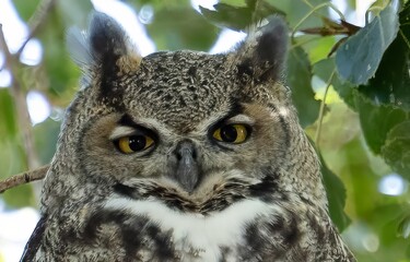 A head shot of a great horned owl perched on a branch of a cottonwood tree