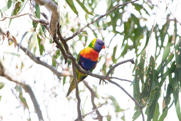 A Vibrant Rainbow Lorikeet Perched on a Branch