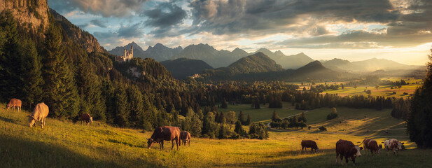 Perfect panoramic rural idyll in Germany with grazing cows on a meadow, picturesque mountains, beautiful rays of sunlight and dramatic sky