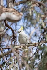 A Sulphur-crested Cockatoo Perched on a Tree Branch