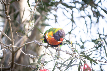A Vibrant Rainbow Lorikeet Perched on a Branch