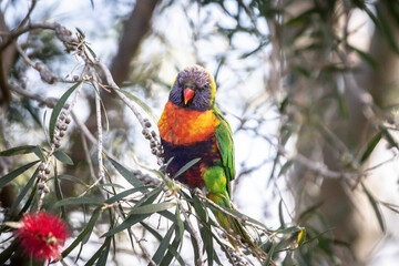 A Vibrant Rainbow Lorikeet Perched on a Branch